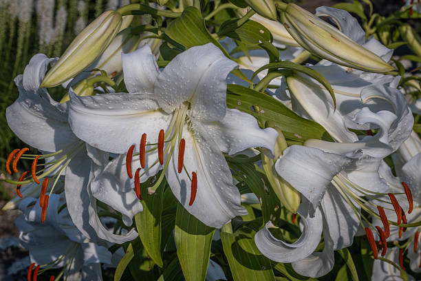 With large, showy flowers in bloom from early to mid-summer, lilies are perennial flowers, grown from bulbs, which have six plain or strikingly marked tepals (\