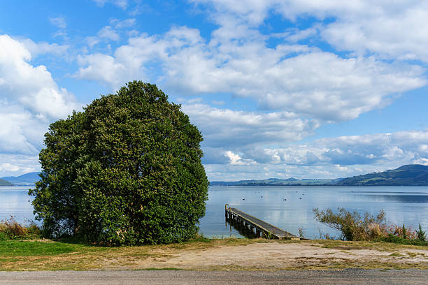 Large tree growing by jetty on serene lake surrounded by mountain under blue sky in New Zealand