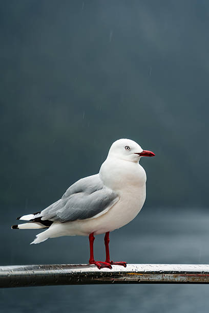 istock Closeup Seagull bird standing on railing ferry during rain by coastline in tropical rainforest 2233189892