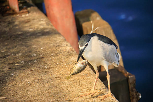Black-crowned Night-Heron with a Fresh Catch
