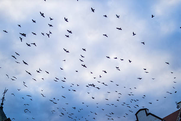 istock Large flock of birds flying across a dramatic cloudy sky 2233194521