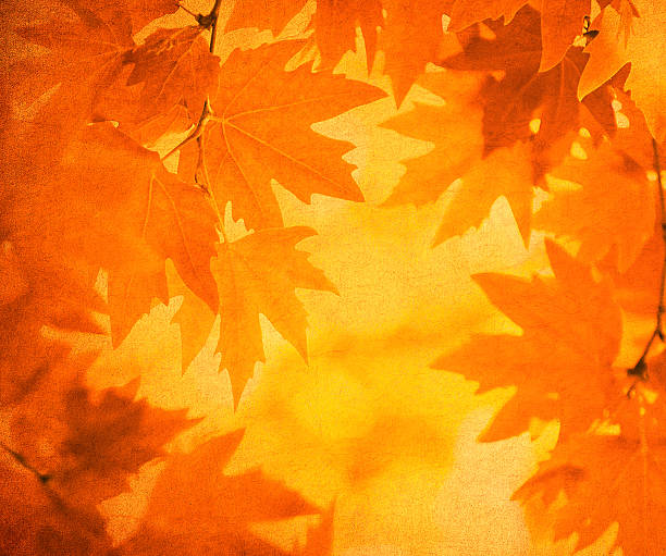 istock Autumn leaves over vintage background. Perfect grunge fall texture. 2233195290