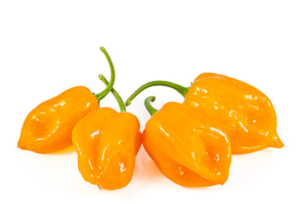 istock ery spicy beautiful orange habanero peppers on white background 2233195607