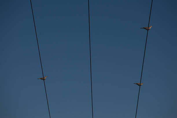 Minimalist composition with birds perched on power lines under a clear blue sky. Captured in Seville, Spain. Concept of balance, simplicity, and freedom.