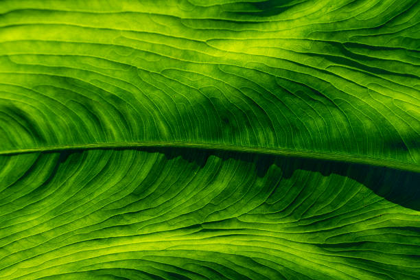 istock Leaf veins seen from close up creating a beautiful green nature pattern background 2233196838