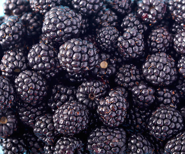 istock Abundance of blackberry close 2233200583