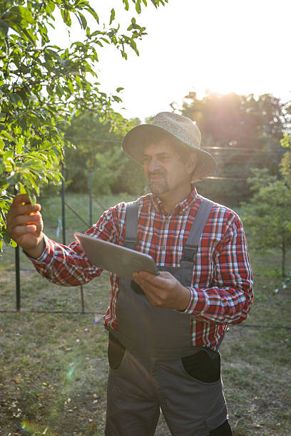 istock Farmer with Tablet Checking Pear Tree in Orchard for Smart Agriculture 2233200876