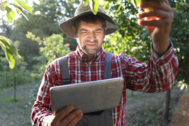 istock Farmer with Beard in Straw Hat Checking Pear Leaves and Fruit with Tablet 2233201003