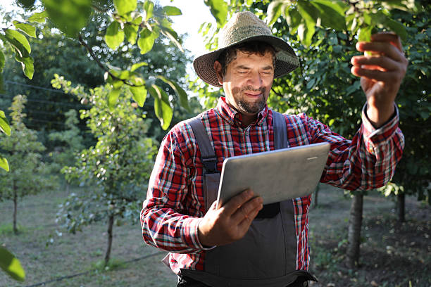 istock Male Worker in Orchard Inspecting Pear Tree Branch and Using Tablet 2233201019