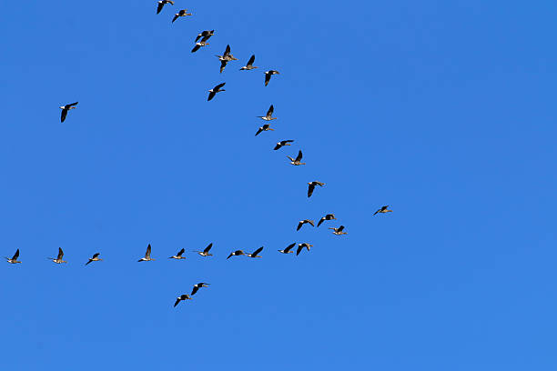 istock Birds flying in formation against a brilliant blue sky create a stunning scene. 2233201560