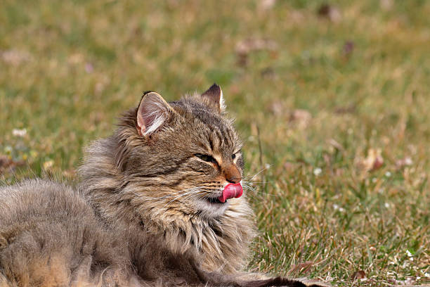 A fluffy cat licks its lips while relaxing in the grass, enjoying the sunshine. The cat's fur is a mix of brown and gray, creating a soft, warm look.