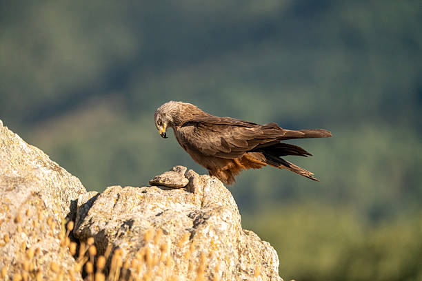 istock Black kite (Milvus migrans) photographed in Spain 2233203114