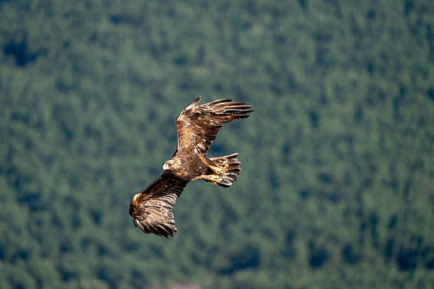 istock Golden eagle (Aquila chrysaetos) photographed in Spain 2233203116