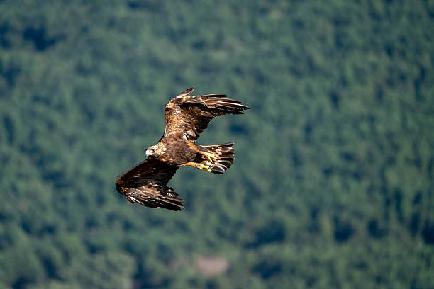 istock Golden eagle (Aquila chrysaetos) photographed in Spain 2233203118