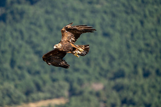 istock Golden eagle (Aquila chrysaetos) photographed in Spain 2233203122