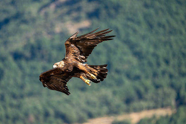 istock Golden eagle (Aquila chrysaetos) photographed in Spain 2233203133