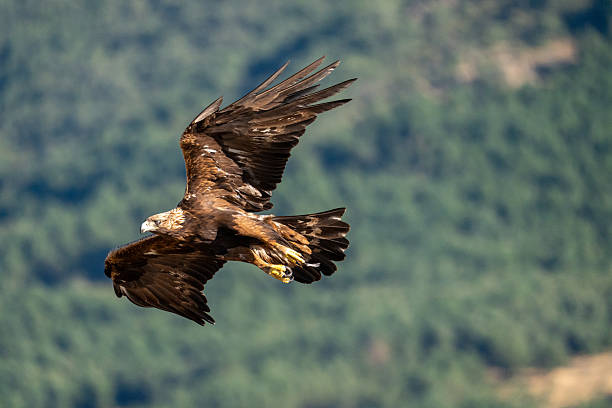 istock Golden eagle (Aquila chrysaetos) photographed in Spain 2233203136