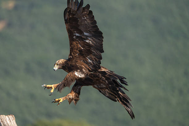 istock Golden eagle (Aquila chrysaetos) photographed in Spain 2233203143