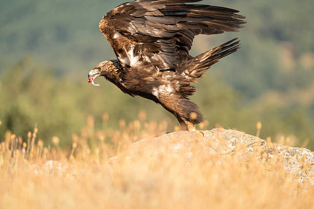 istock Golden eagle (Aquila chrysaetos) photographed in Spain 2233203178