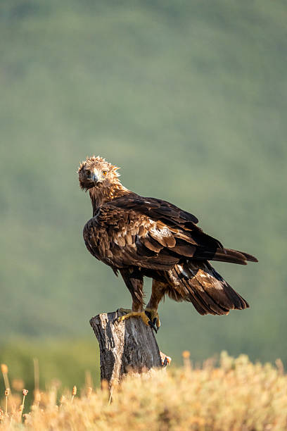 istock Golden eagle (Aquila chrysaetos) photographed in Spain 2233203403