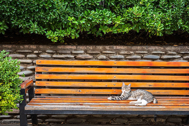 A peaceful tabby cat lounging on a wooden bench surrounded by greenery and stone wall background. This cozy outdoor moment captures the calm and charm of everyday street life and tranquil urban living