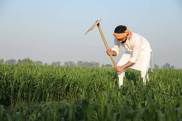 Indian farmer hardworking working on Farm with shovel in hand in bright sunlight