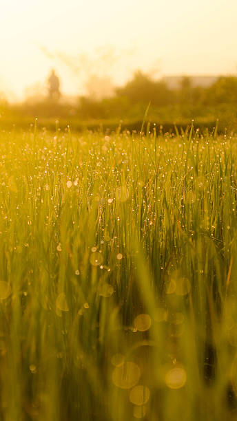 Close up Meadows During Sunrise 9:16 for Smartphone