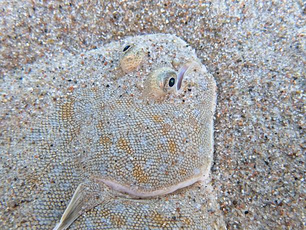 A whole baked Plaice covered in garnish on baking paper, onto of a rustic wooden background.