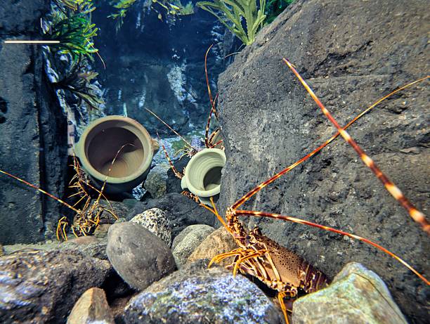 The Blue Spiny Lobster Panulirus versicolor is a species of spiny lobster that occurs in the shallow tropical waters of the Western Pacific and the Indian Ocean, mostly in a depth range from 0-40m sometimes much deeper, max. length 40cm. The species has no claws, two spiny rostra over the eyes, and two pairs of large antennae, like all spiny lobsters. Panulirus versicolor is nocturnal and solitary, in daytime hiding in caves (like this specimen on the ceiling of a quite deep tunnel) and crevices in reefs or under coral. The species is carnivore, eating both carrion and fresh caught arthropods, other crustaceans, occasional small fish. Nuku Hiva Island, Marquesas Islands, French Polynesia8°56'16.992 S 140°7'32.094 W at 17m depth