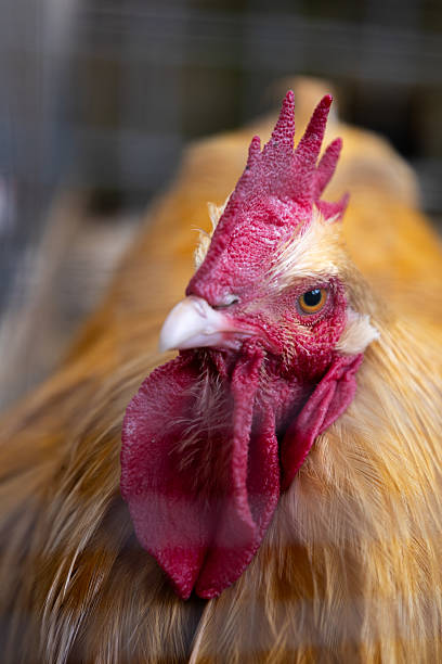 istock Chicken through a chicken fence at the farm 2233204656