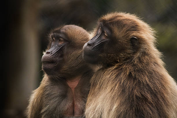 monkey family