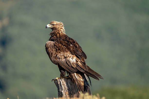istock Golden eagle (Aquila chrysaetos) photographed in Spain 2233205017