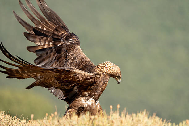 istock Golden eagle (Aquila chrysaetos) photographed in Spain 2233205288