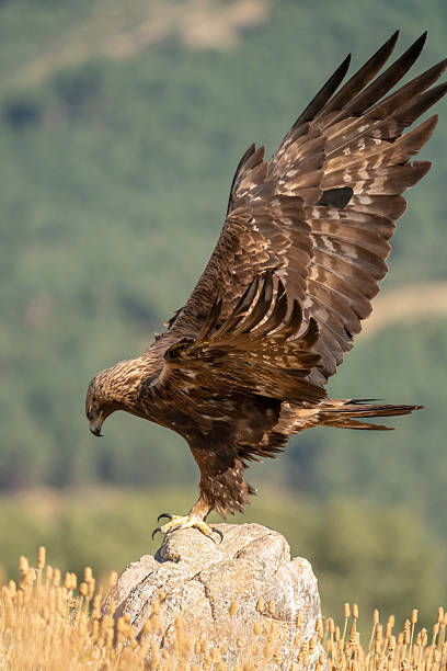 istock Golden eagle (Aquila chrysaetos) photographed in Spain 2233205304