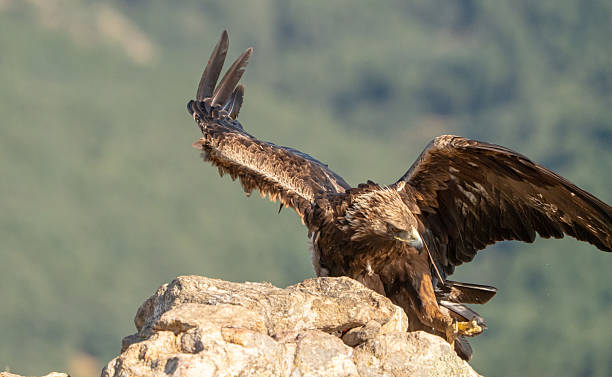 istock Golden eagle (Aquila chrysaetos) photographed in Spain 2233205339