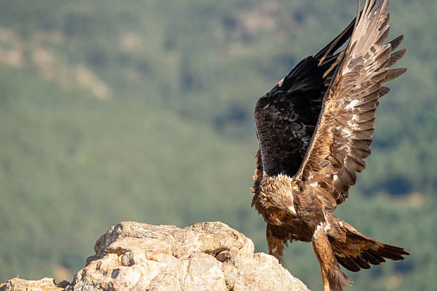 istock Golden eagle (Aquila chrysaetos) photographed in Spain 2233205342