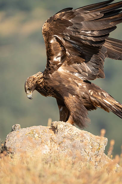 istock Golden eagle (Aquila chrysaetos) photographed in Spain 2233205373