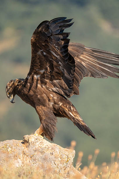 istock Golden eagle (Aquila chrysaetos) photographed in Spain 2233205377