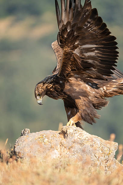 istock Golden eagle (Aquila chrysaetos) photographed in Spain 2233205382