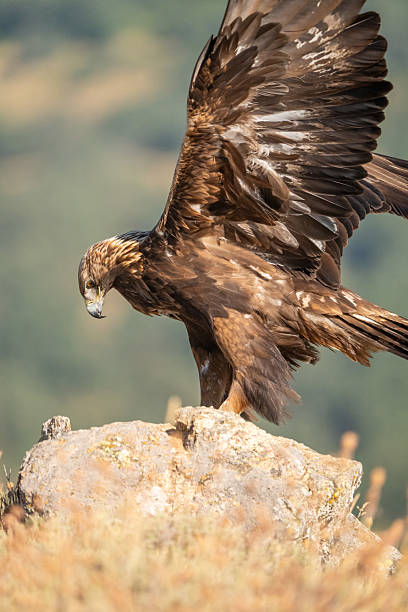 istock Golden eagle (Aquila chrysaetos) photographed in Spain 2233205384