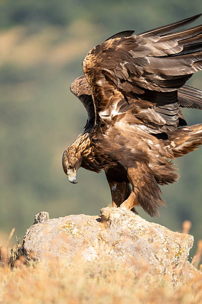 istock Golden eagle (Aquila chrysaetos) photographed in Spain 2233205385