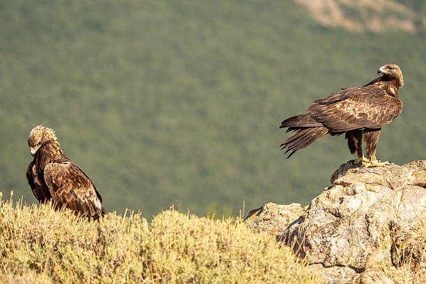 istock Golden eagle (Aquila chrysaetos) photographed in Spain 2233205466