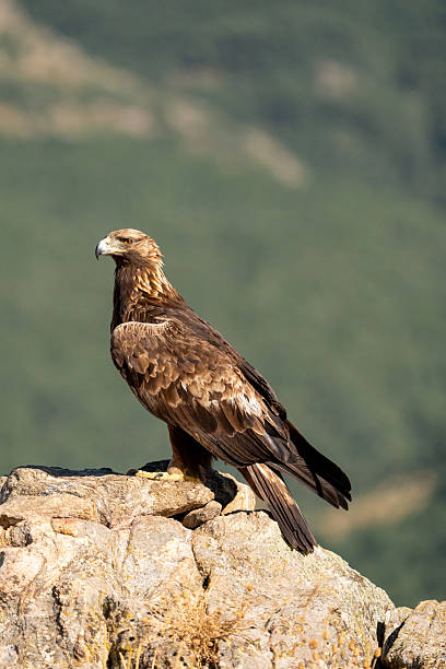 istock Golden eagle (Aquila chrysaetos) photographed in Spain 2233205467