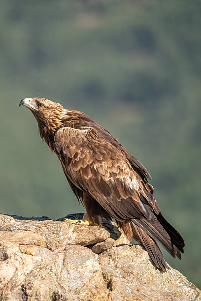 istock Golden eagle (Aquila chrysaetos) photographed in Spain 2233205472