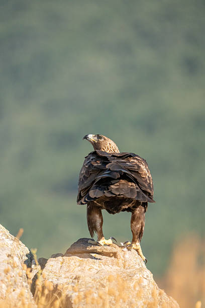 istock Golden eagle (Aquila chrysaetos) photographed in Spain 2233205474