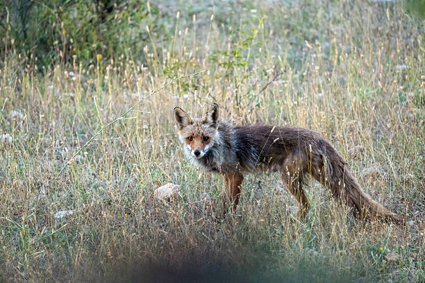 istock Common fox (Vulpes vulpes) photographed in Spain 2233205478
