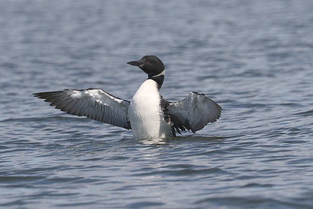 istock Loons on the lake late summer 2233206493