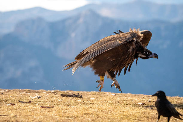 istock Black vulture (Aegypius monachus) photographed in Spain 2233206511