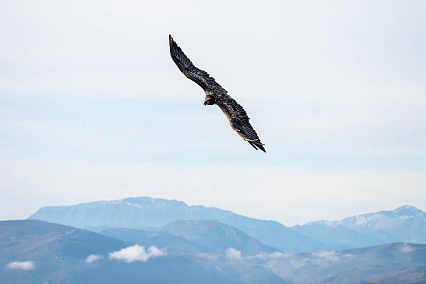 istock Bearded Vulture (Gypaetus barbatus) photographed in Spain 2233206522