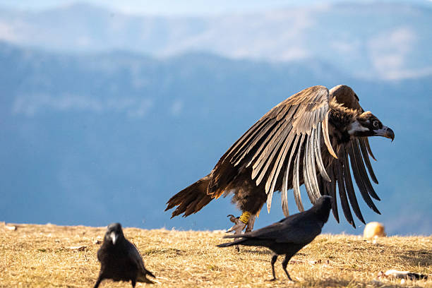 Black vulture (Aegypius monachus) photographed in Spain